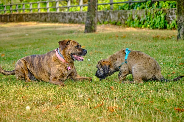 Bir Katalan Çoban Köpeği Çimlerin Üzerinde Yetişkin Bir Köpekle Oynuyor — Stok fotoğraf