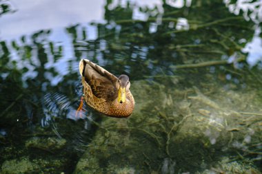 Gölün sularında sakin bir ördek