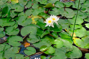 Ortasında onlarla birlikte büyümeye çalışan güzel papatyalar olan küçük nanufarlar.