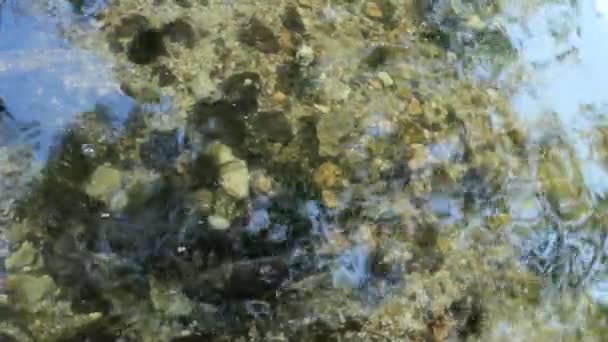 Ψάρια πέστροφα σε μια λίμνη — Αρχείο Βίντεο
