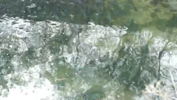 Fische im Teich — Stockvideo