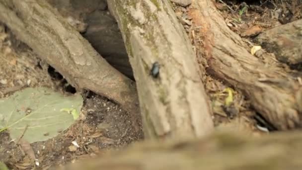 Escarabajo arrastrándose sobre madera — Vídeo de stock