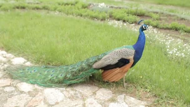 Beautiful peacock walking in the garden — Stock Video