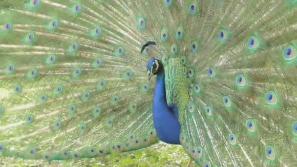 Peacock despidió a su lujosa cola — Vídeos de Stock