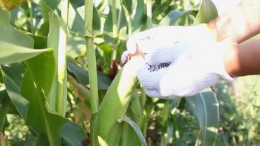 Adamın Mısır meyvesi