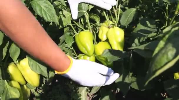 Az ember gyűjt paprika növény — Stock videók