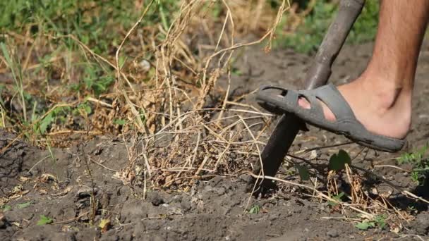 Mann sammelt Kartoffelernte auf landwirtschaftlichen Plantagen — Stockvideo