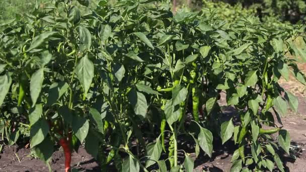 A man harvests hot pepper — Stock Video