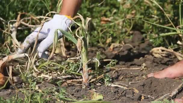 Ένας άνθρωπος συλλέγει κρεμμύδια καλλιεργειών τράβηγμα — Αρχείο Βίντεο