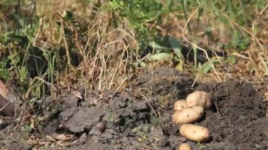 Bir adam patates kırpma toplar