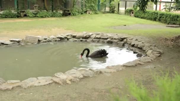 Zwarte zwaan zwemmen in de vijver — Stockvideo