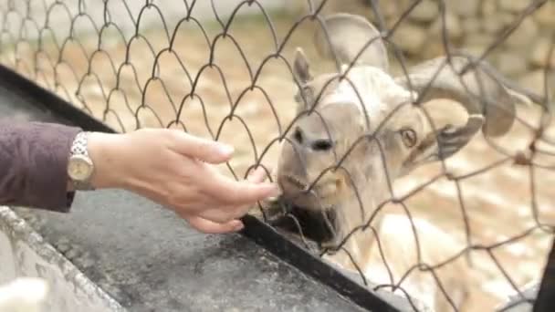 Een bezoeker van de dierentuin spelen met dieren — Stockvideo