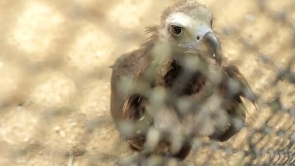 動物園でハゲタカ鳥 — ストック動画