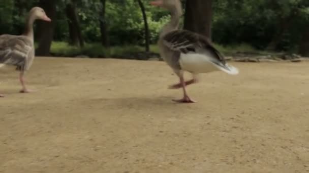 Odwiedzający zoo żywienie gęsi ptak — Wideo stockowe