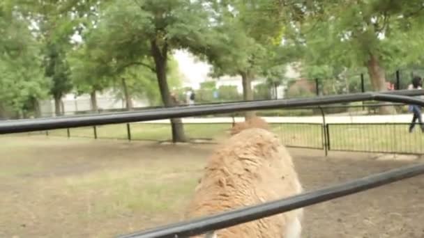 Tourists feed the young camel — Stock Video