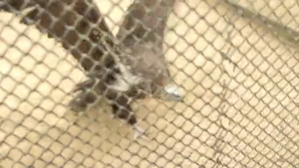 Abutre de pássaro alimentando zoológico — Vídeo de Stock
