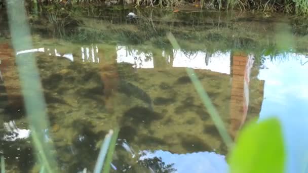 Dua ikan sungai ikan trout berenang di kolam dengan air jernih — Stok Video