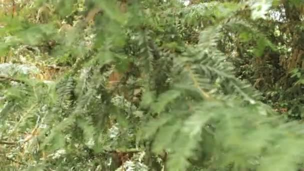 Ginkgo biloba, Miscanthus Chinois 