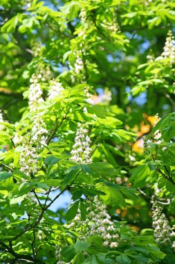 kestane çiçek çiçekler bahar