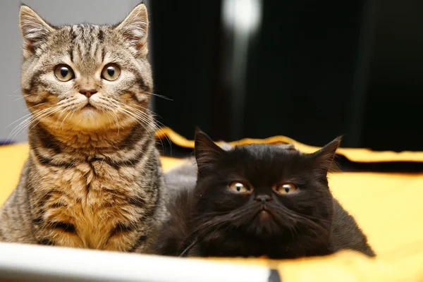 İngiliz yavru kedi