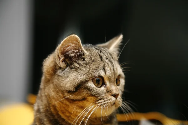 İngiliz küçük kedi yavrusu 