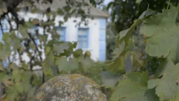 Blick auf das Haus durch den Weinberg. — Stockvideo