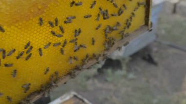 Beeyard ve arıları kontrol arıcı