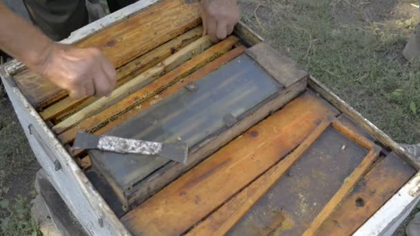 L'apicoltore dell'apiario . — Video Stock