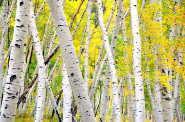 Colorado Aspen Ağaçları Sonbaharda. 