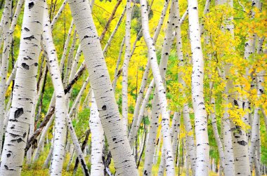 Colorado Aspen Trees in the fall.  clipart