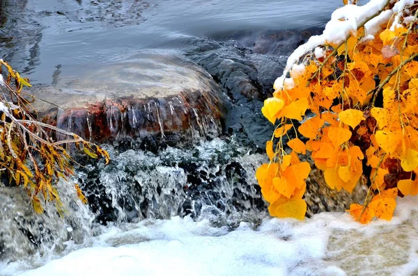 Colorado Aspen Tree Branch Neben Gebirgsbach — Stockfoto