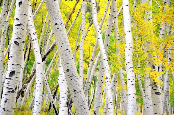 Colorado Aspen Ağaçları Sonbaharda. 