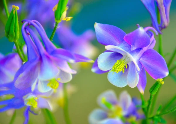 Lindas Flores Azul Roxo Columbine São Flores Estado Colorado — Fotografia de Stock