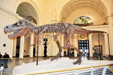 Sue, the largest, most complete Tyrannosaurus Rex in the world, lives at the Field Museum in Chicago. It is a very popular tourist attraction. 