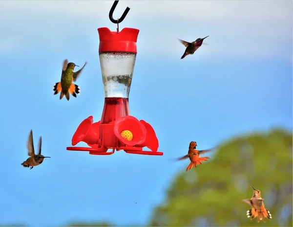 Five Hummingbirds flying around a hummingbird feeder. Hummingbirds are very aggressive and territorial.