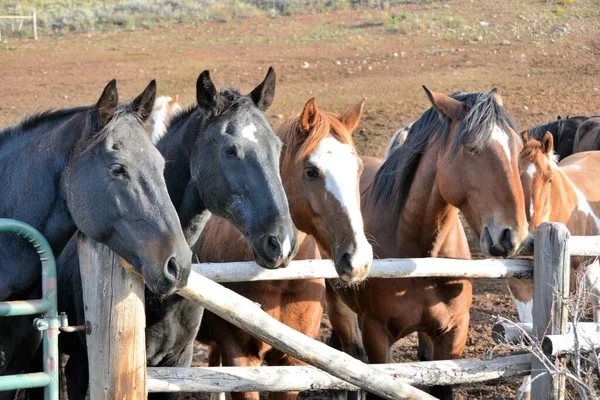 Los Caballos Son Animales Fuertes Inteligentes Sociales Que Viven Juntos — Foto de Stock