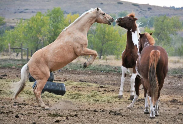 Los Caballos Son Animales Fuertes Inteligentes Sociales Que Viven Juntos — Foto de Stock