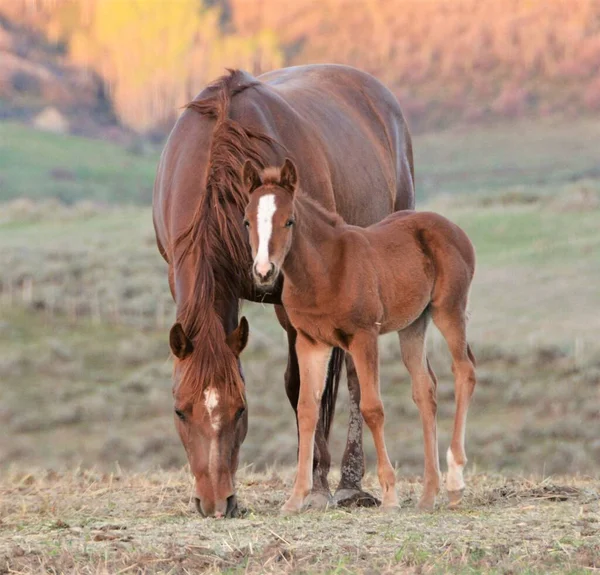 Los Caballos Son Animales Fuertes Inteligentes Sociales Que Viven Juntos — Foto de Stock