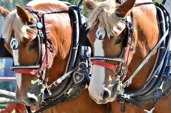 Los Caballos Son Animales Fuertes Inteligentes Sociales Que Viven Juntos — Foto de Stock