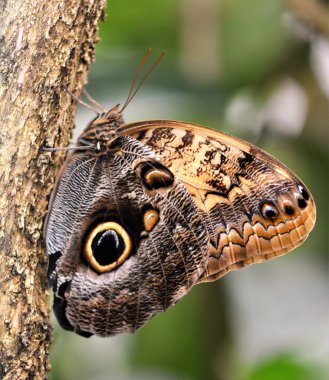 Güzel Kelebek bir yaprağın üzerinde oturuyor. 