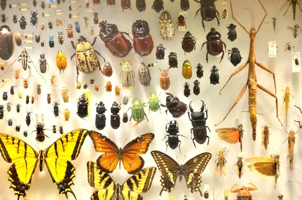 蝶や甲虫と昆虫コレクション — ストック写真