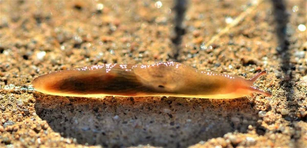 Caracol Sin Cáscara Está Buscando Casa Nueva —  Fotos de Stock