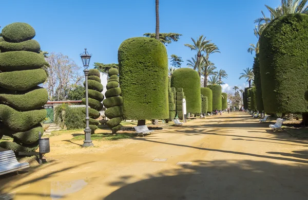 GENOVES Park, Andaluzja, Południowa Hiszpania — Zdjęcie stockowe