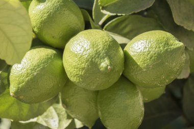 Olgunlaşmamış limonlar ağaçta