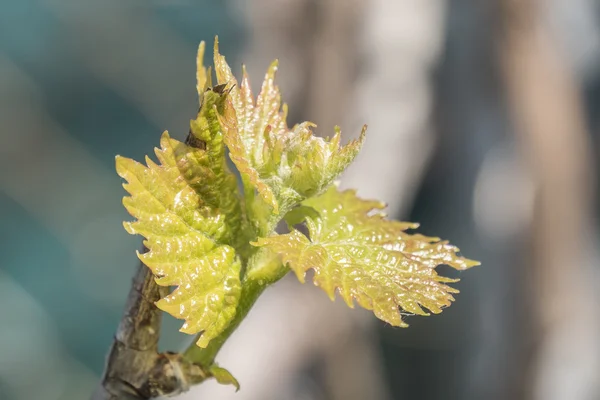 Sprout of Vitis vinifera, grape vine — Stock Photo, Image