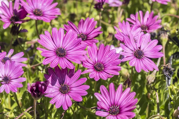 Dimorphotheca ecklonis flores rosa — Fotografia de Stock