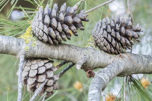 Trockene und offene Tannenzapfen im Baum — Stockfoto