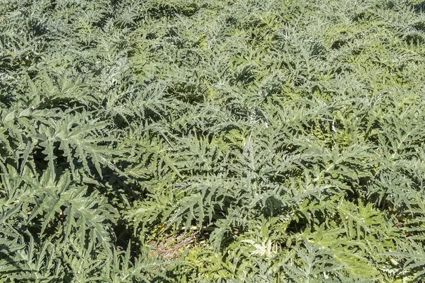 Plantas de alcachofa en el huerto —  Fotos de Stock