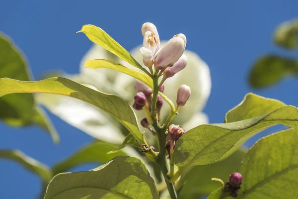 Lemon blossom in spring — Stock Photo, Image