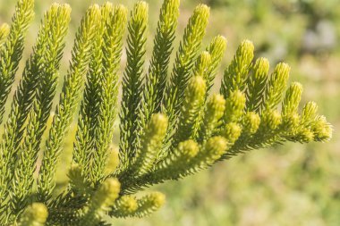 Araucaria heterophylla yaprak, Araucaria excelsa t üyesidir